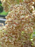 Quinoa - Quinua Temuco (3) (Photo F. Mrugala)